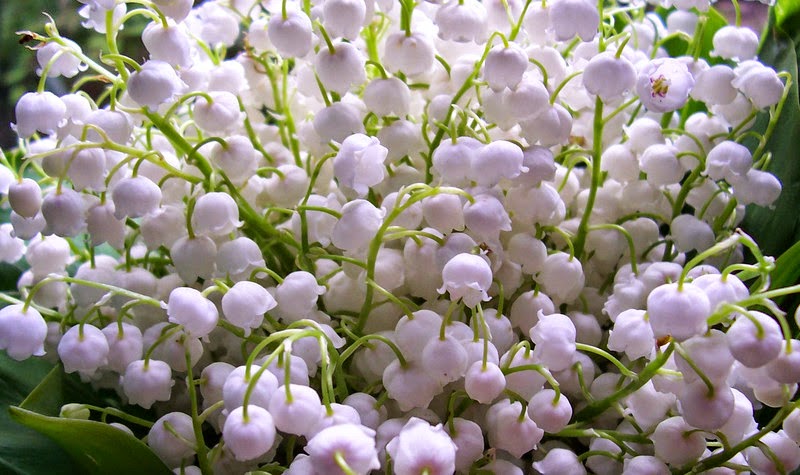 дерево с белыми цветами. яблони в цвету. дерево с маленькими белыми цветочками. семена ландыша. белый цветок май.