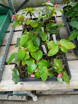 Sunnybrook Volunteer Association greenhouse begonias by garden muses-not another Toronto gardening blog