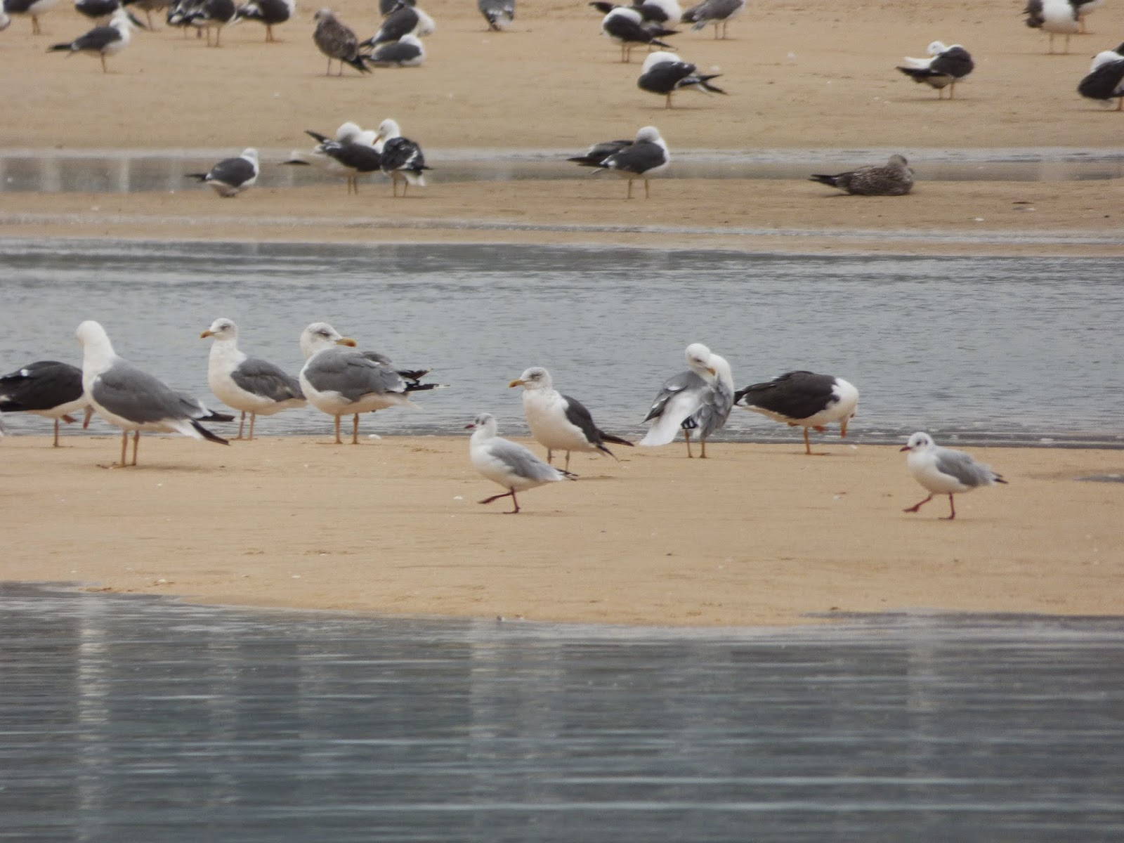 gaviotas