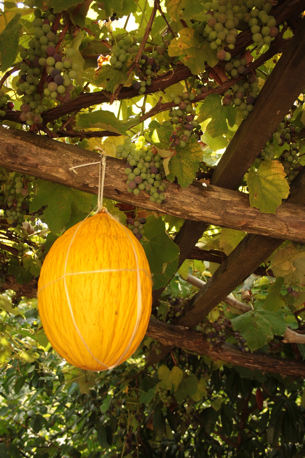 the Old Curiosity Shop: The Best Grape Arbor Decoration Ever: Melons ...