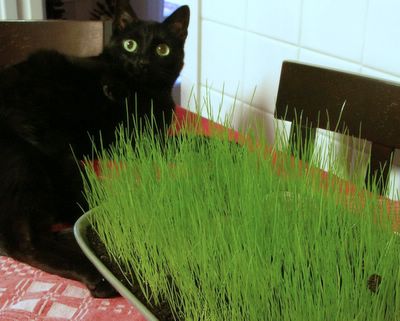 Lenten Grass, an old Finnish tradition ♥ KitchenParade.com, helping children mark the season of Lent.