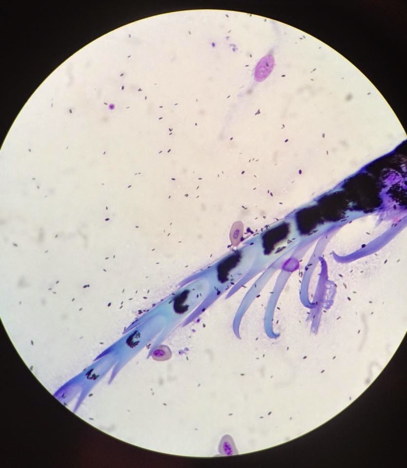 World Bird Sanctuary What is a Blood Feather?