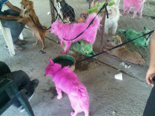 Funny Colored Dogs