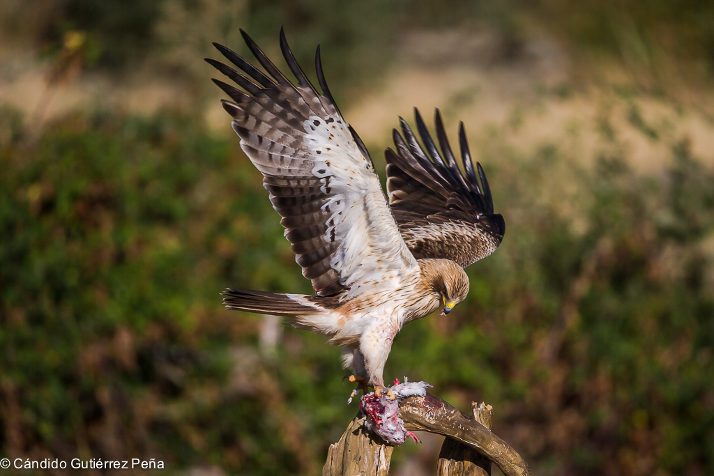 AGUILILLA CALZADA Hieraaetus Pennatus Observatorio de la Naturaleza