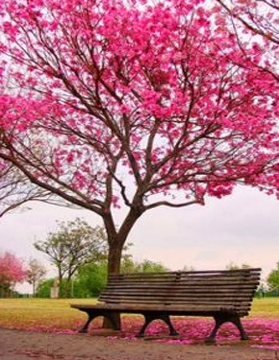 All Images Wallpapers QMobile E950 Wallpapers Hd