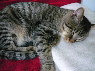 The sleeping cat Little Tiger