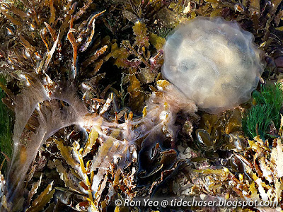 Sea Nettle Jellyfish (Chrysaora sp.)