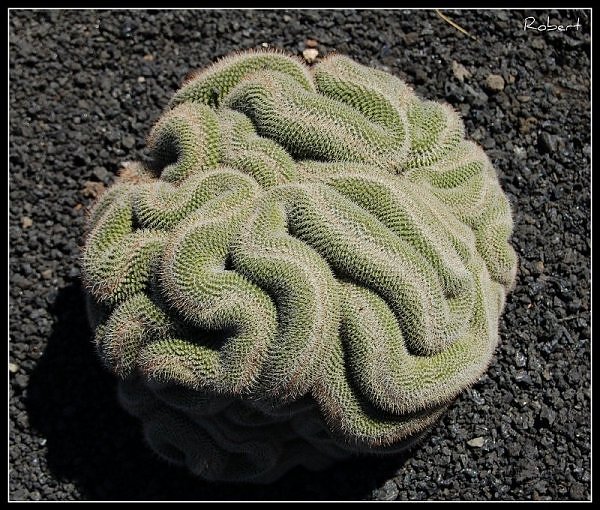 Events Interesting and Unique unique plant