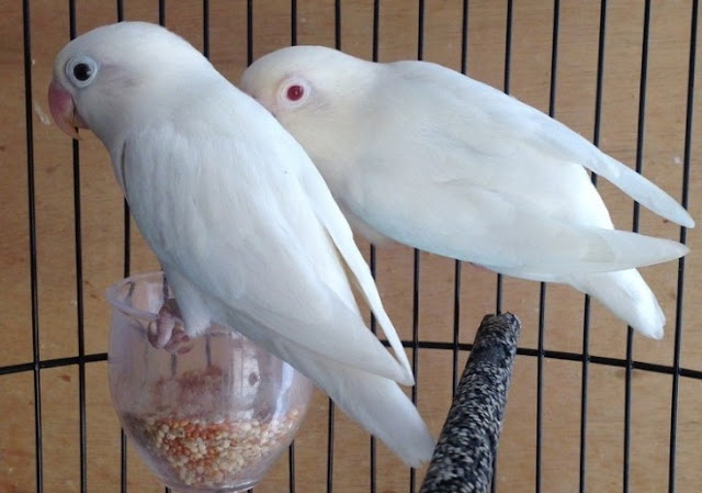 lovebird albino