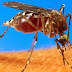 Puerto Rico confirma tres muertes por Chikungunya