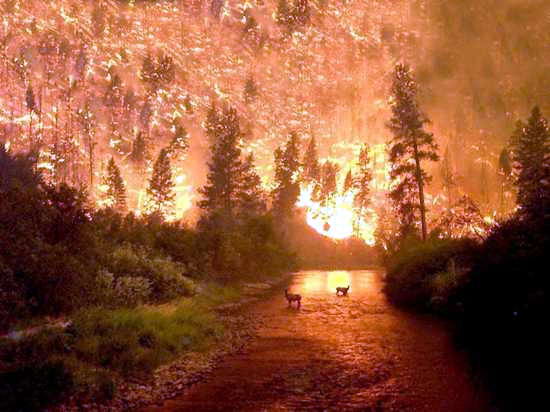 Kebakaran Hutan Nasional Bitterroot