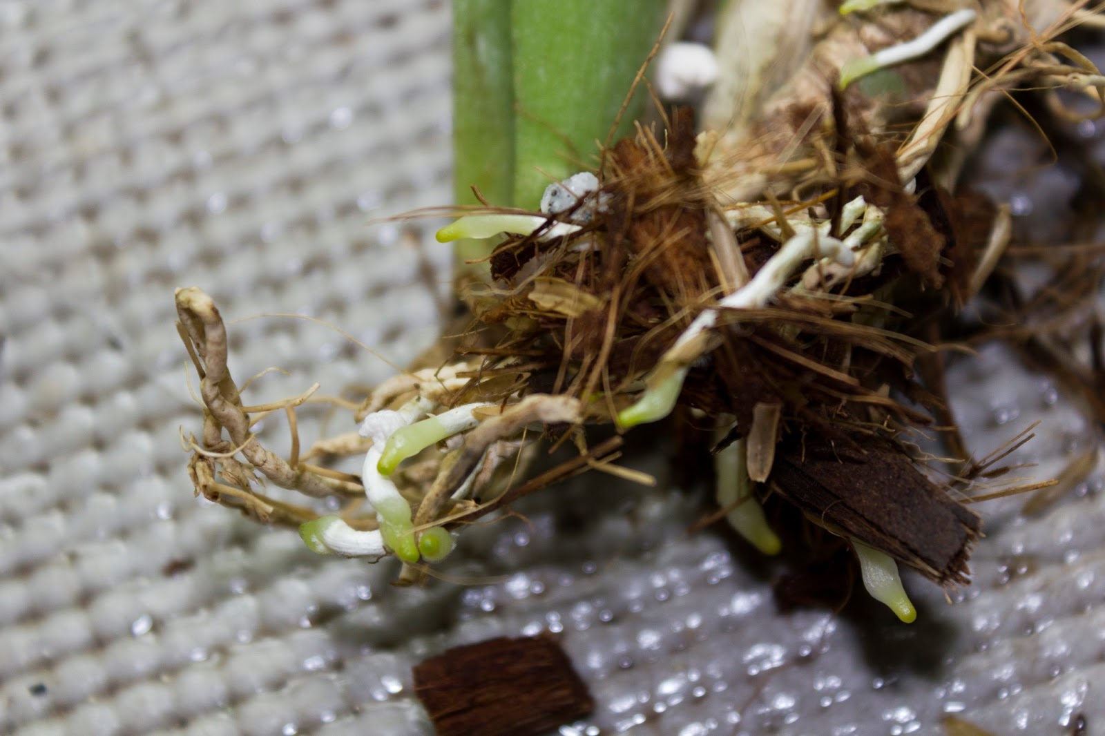 Корни орхидеи поврежденные насекомыми. Спасти подмороженный Дендробиум, если живы только корни. Как выглядят гнилые корни у драцены.