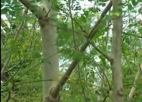 الفوائد الطبية لشجرة المورينكا مع تقرير اضرار تناول الاسبرين يوميا