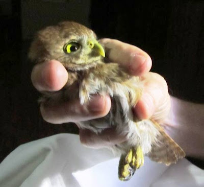 Ferruginous Pygmy-Owl Nicaragua