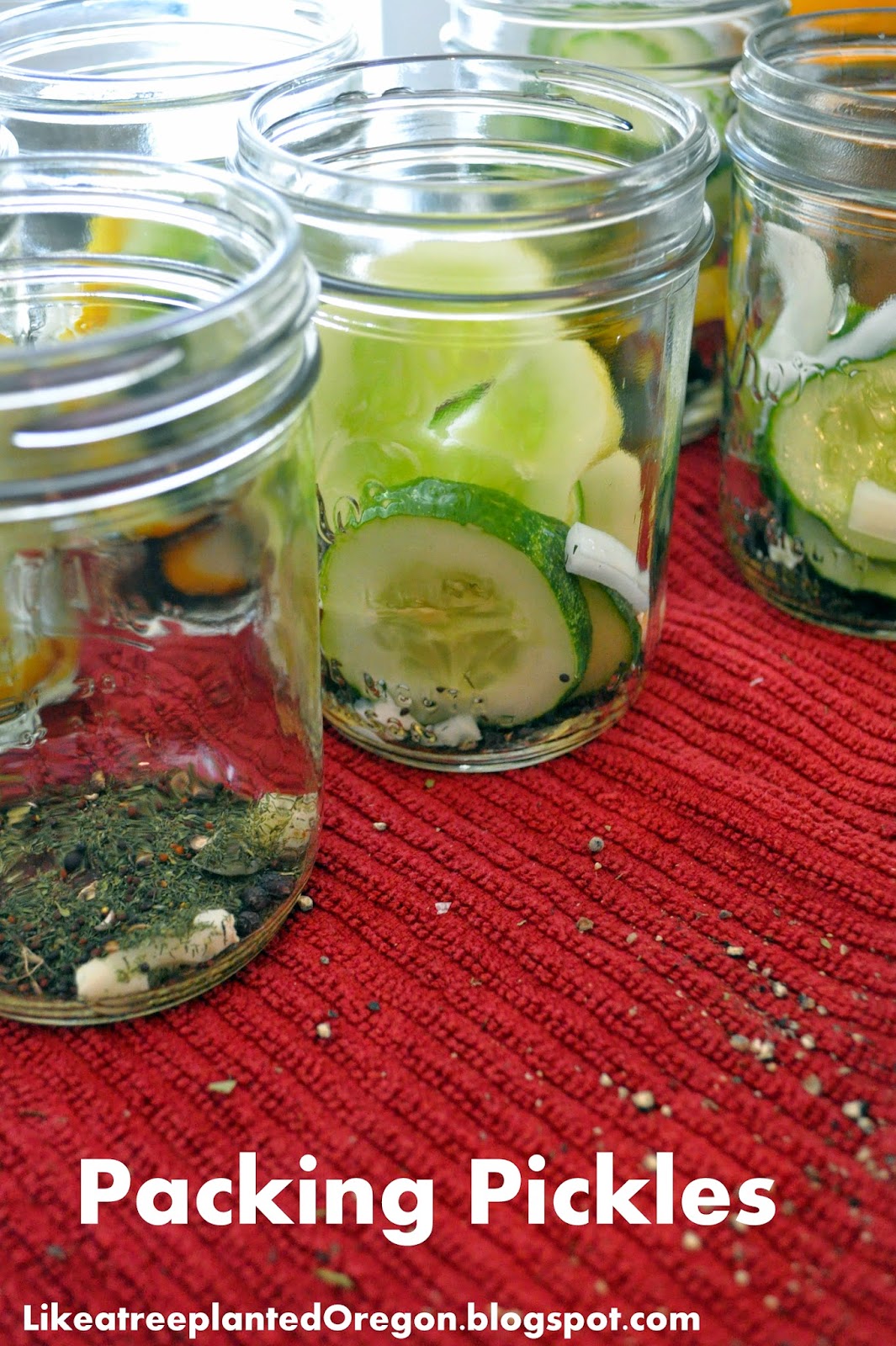 Like a Tree Planted Dill Pickles