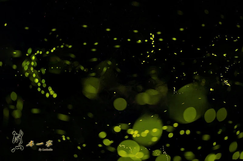 三峽碳中和樂園賞螢火蟲活動