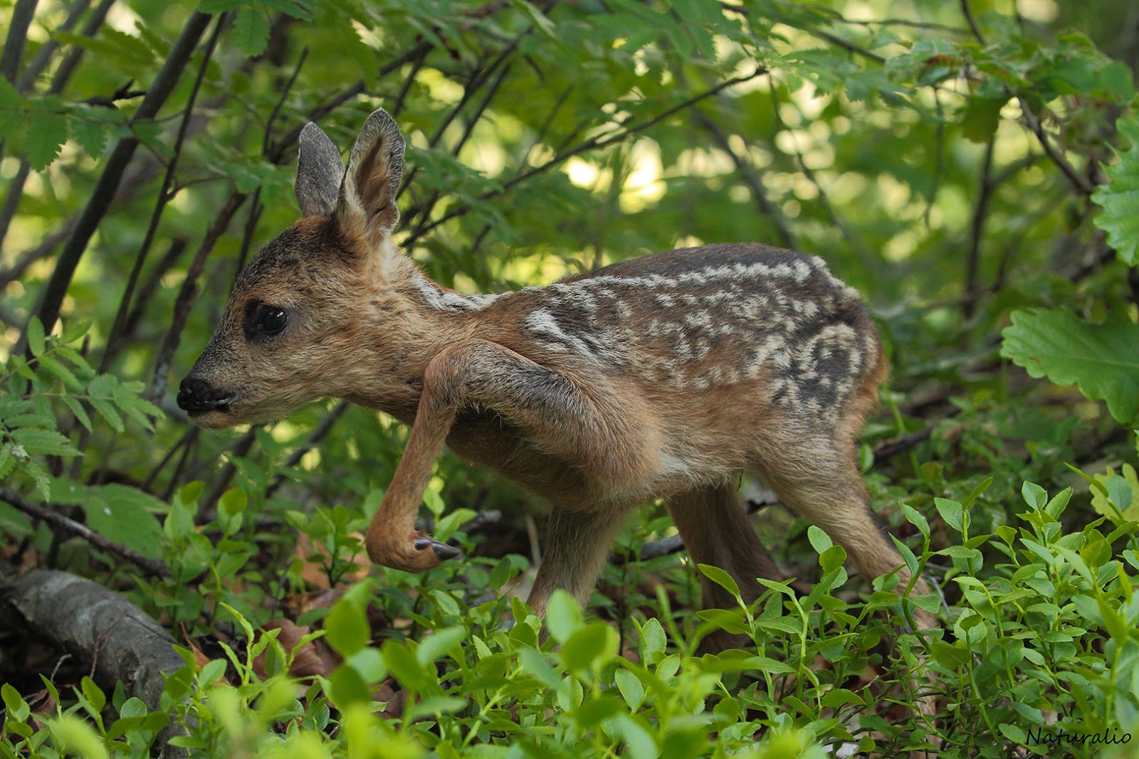 Naturalio Mammifères