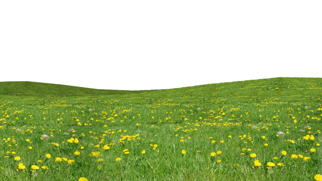 photoshopelementsnew: Grass-Download-PNG
