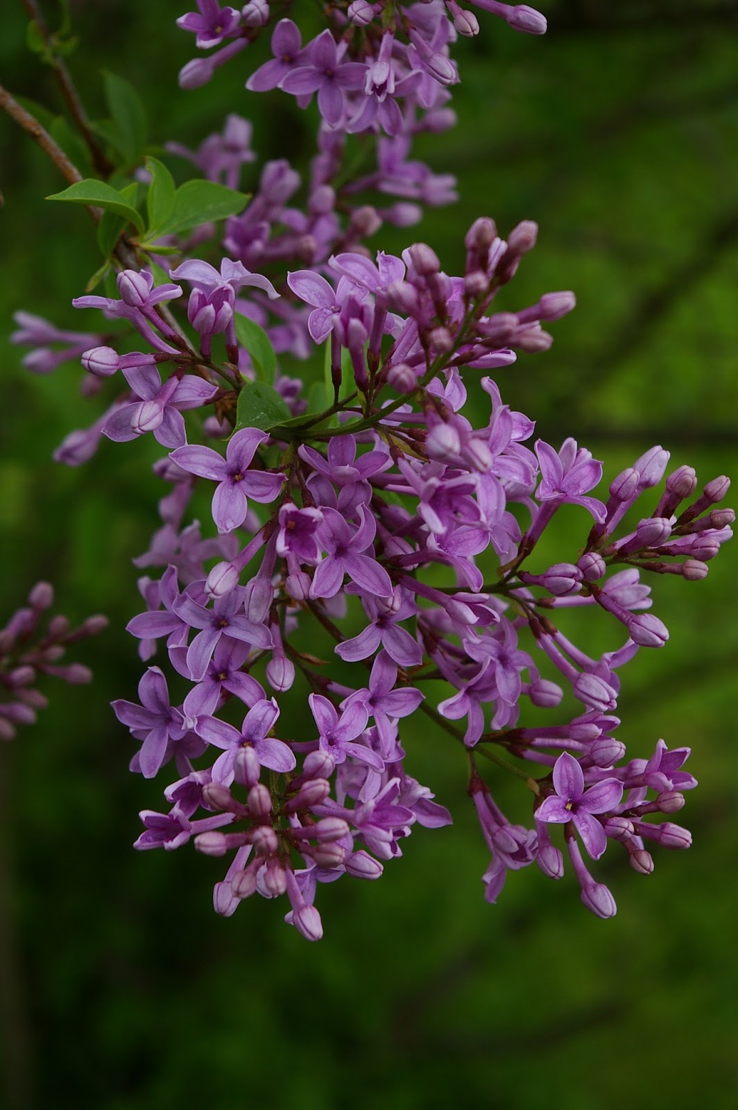 Den enbente trädgårdsmästaren: april 2013