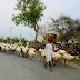 Region wise distribution of livestock in Rajasthan - राजस्थान में पशुधन का प्रादेशिक वितरण
