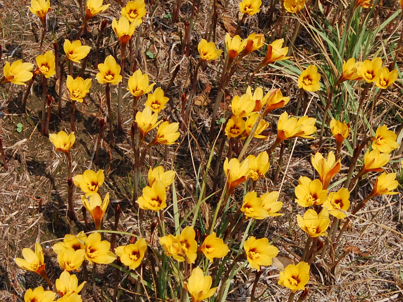 Brenda's "Texas Wild" Garden Rio Grande Copper Lily
