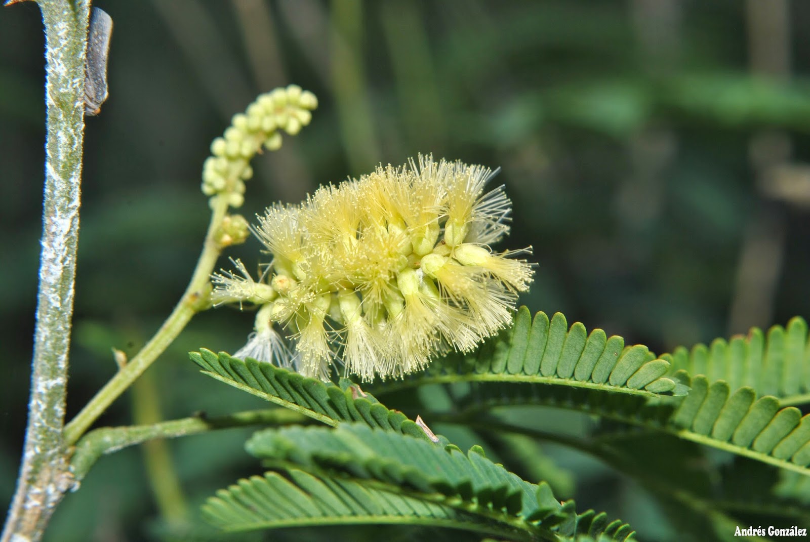 FOTOS DE FLORA NATIVA Y ADVENTICIAS DE URUGUAY Senegalia bonariensis