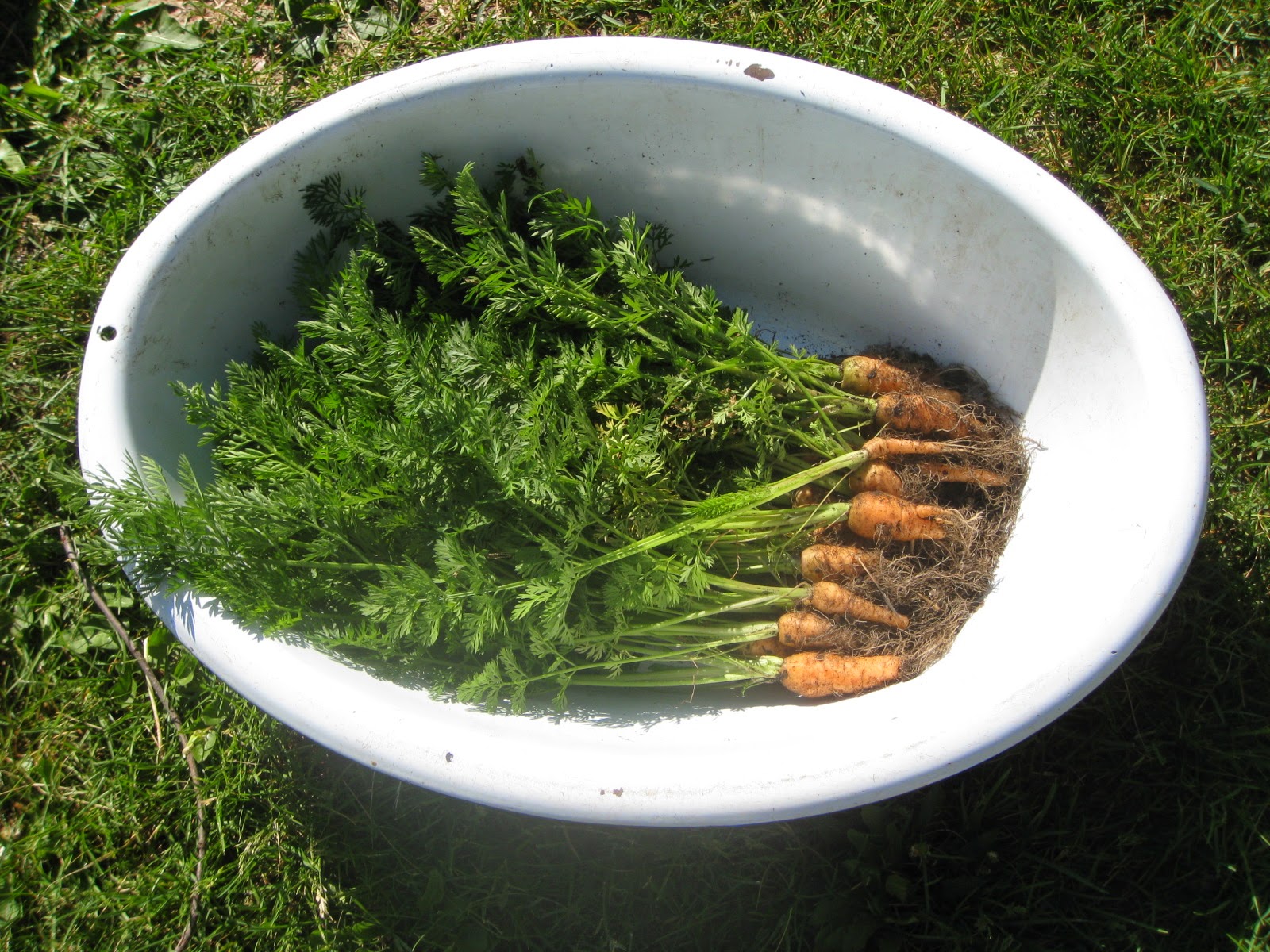 Red Bucket Farm Early Harvests