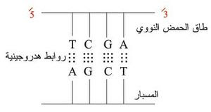 النيتروجينية في dna سلسلة الأولى g السلسلة c القواعد المقابلة ترتيب هي ال ترتيب القواعد يكون في t بذلك a بذلك يكون