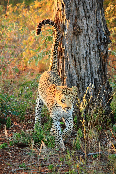 .: 02nd June: Leopards Aplenty.