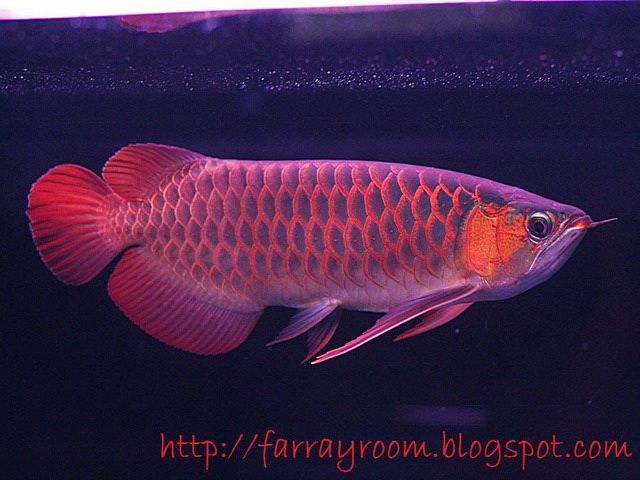 Gambar Ikan Arwana Golden Red