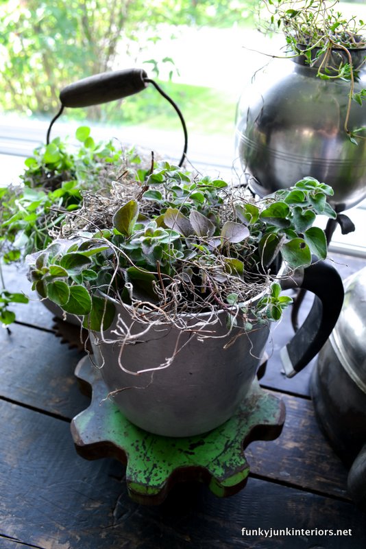 indoor herb garden planted in old kettles via Funky Junk Interiors