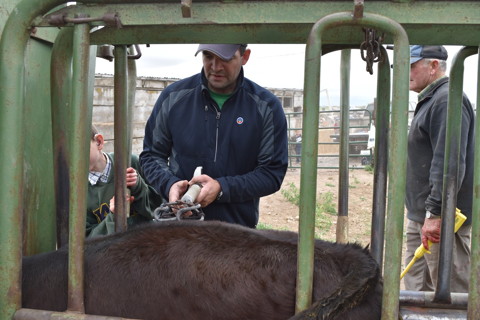 The Ward Crew (continued)............: Branding Cows