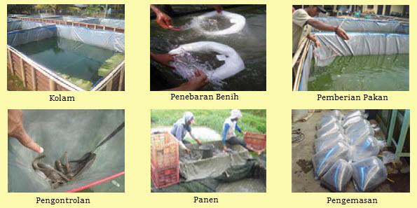 Tahapan Budidaya Pembesaran Ikan Konsumsi | Mikirbae.com
