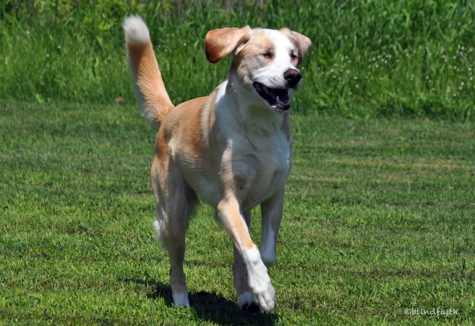 adopting a blind dog special needs dog adoption, adopting a blind dog
