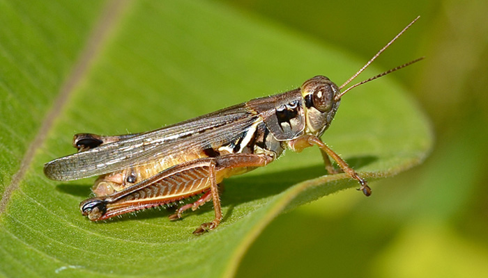 Daftar Serangga Yang Memiliki Kemampuan Untuk Terbang