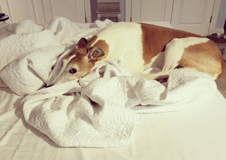 image of Dudley the Greyhound lying on my bed on top of a rumpled blanket, with his butt hanging off the edge of the bed, giving me a dubious look