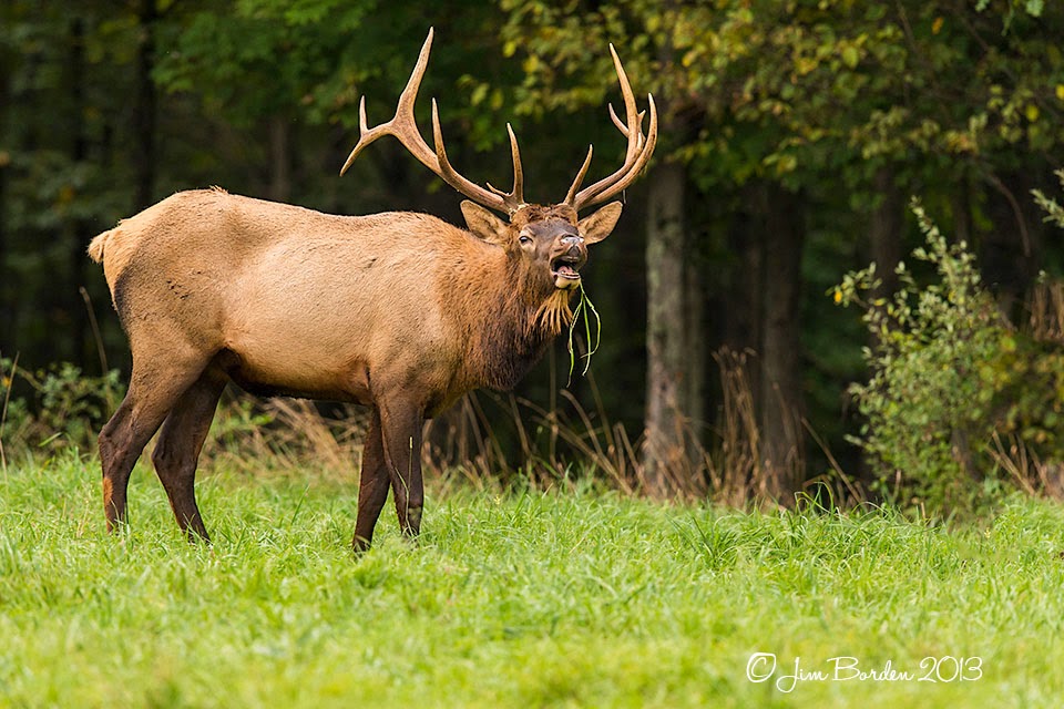 JJ Wildlife Photography Pennsylvania Elk 2013