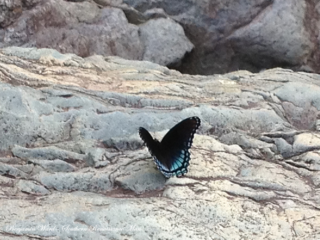 Southern Renaissance Man Fly Fishing North Fork Moormans River Charlottesville Virginia