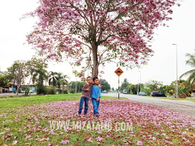 malaysia sakura tree name  pokok bunga sakura malaysia  flowering trees in malaysia  cherry blossom  tecoma flowers  tecoma tree  sakura malaysia scientific name  tecoma tree malaysia price Sakura In Malaysia pokok Tecoma pokok kertas tisu, pokok terumpit Pink trumpet tree, Pink poui, Pink tecoma Rosy trumpet tree Tabebuia rosea