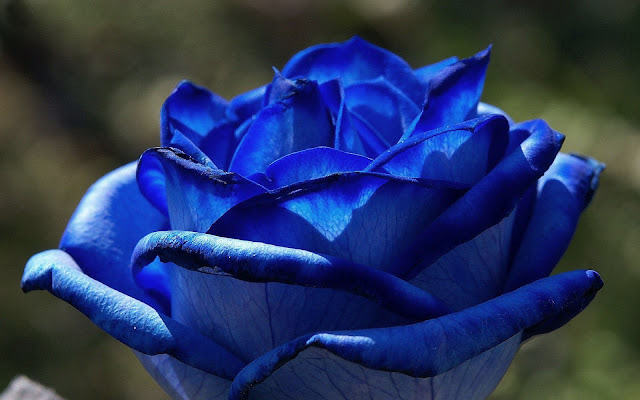 Close up foto van een blauwe roos