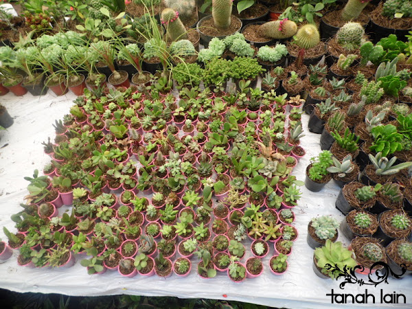 Mis plantas de sol y sombra