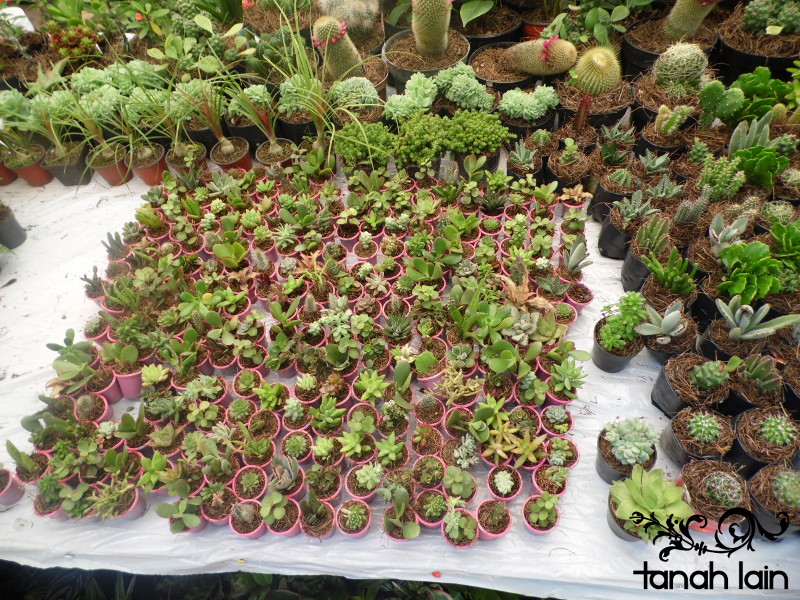 Mis plantas de sol y sombra