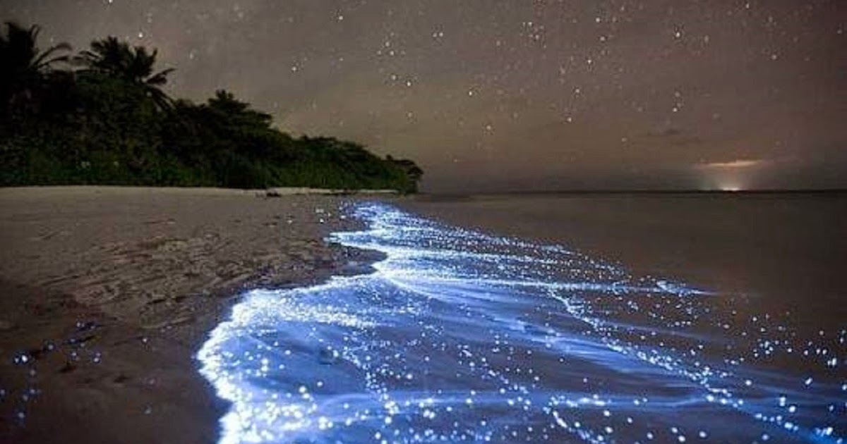 Resultado de imagen para bioluminiscencia mexico