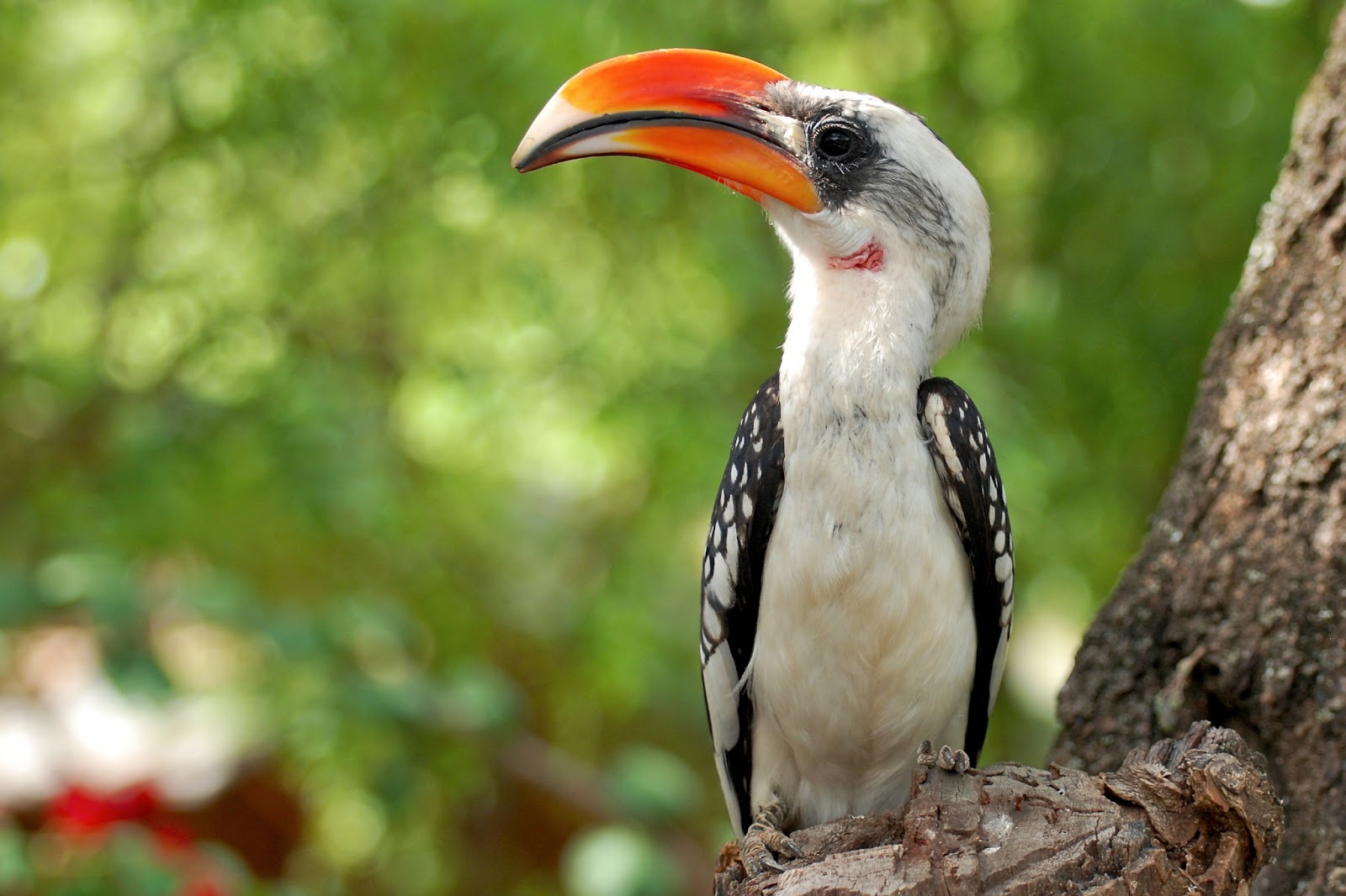 What Is The Birdlife In Kenya? – BKYJL