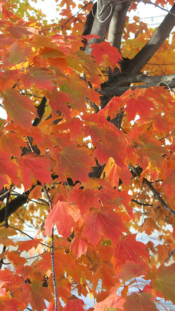 Montreal - autumn colours