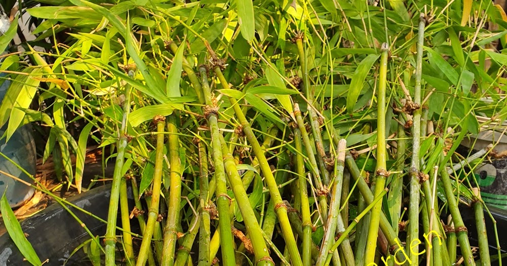 Boonthammee Bamboo Garden (BBG) — สวนไผ่บุญธรรมมี 750 bamboo plants
