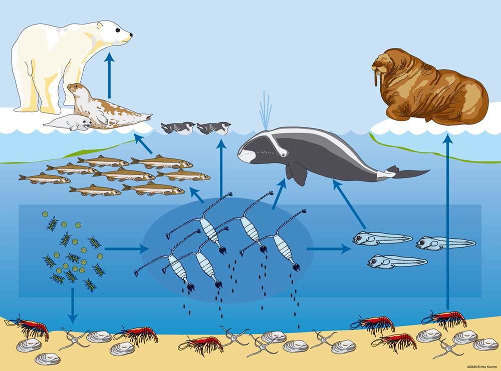 Схема питания арктической. Экосистема арктических пустынь. Цепь питания в зоне арктических пустынь. Цепь питания моржа в Арктике. Пищевая цепочка арктической пустыни 4 класс окружающий мир.