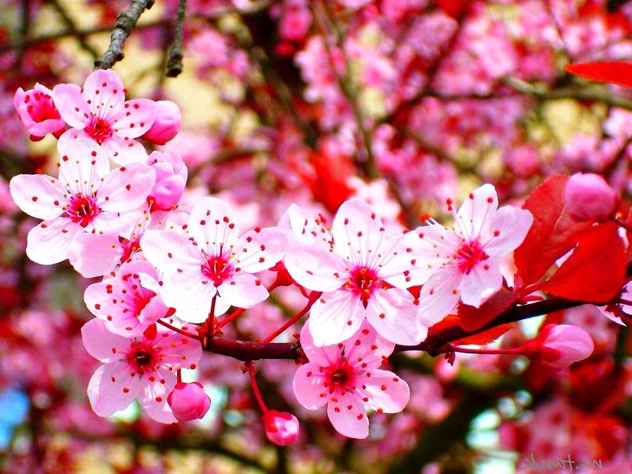 71+ Konsep Background Bunga Sakura, Background Bunga