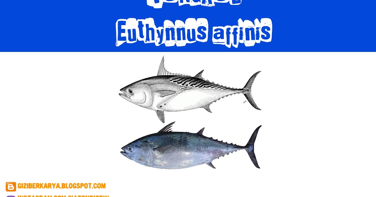 Mencoba Berkarya Tongkol Manfaat Gizi Kesehatan Dan Potensi Bahaya Dari Ikan Laut Yang Bikin Keseleo Lidah Itu