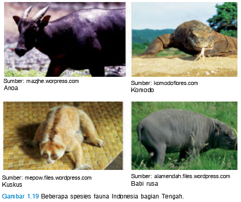 870 Fauna Indonesia Bagian Tengah Beserta Gambarnya Gratis Terbaru